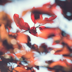 Autumn leaves of a beech, close-up Autumn leaves of a beech, close-up
